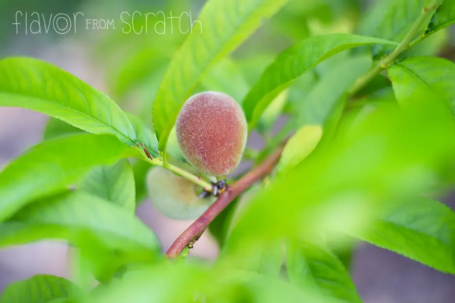 Baby Peaches Flavor From Scratch
